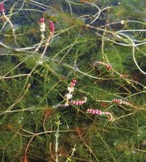Attēlu rezultāti vaicājumam “Myriophyllum alterniflorum”