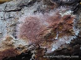 Attēlu rezultāti vaicājumam “Steccherinum fimbriatum”