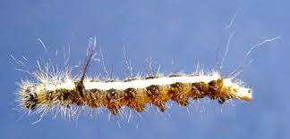 Attēlu rezultāti vaicājumam “Acronicta cuspis”