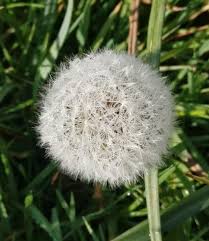 Attēlu rezultāti vaicājumam “Taraxacum officinale aggr.”