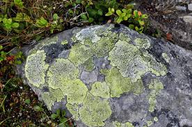 Attēlu rezultāti vaicājumam “Rhizocarpon geographicum”