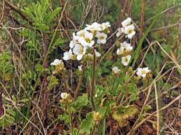 Attēlu rezultāti vaicājumam “Saxifraga granulata leaf”
