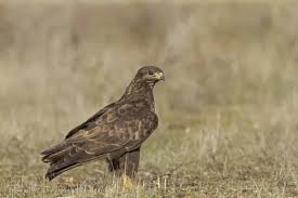 Attēlu rezultāti vaicājumam “Buteo buteo”