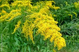 Attēlu rezultāti vaicājumam “Ambrosia artemisiifolia”