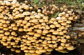 Attēlu rezultāti vaicājumam “Xeromphalina campanella”