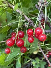 Attēlu rezultāti vaicājumam “Ribes rubrum fruit”