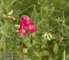 Attēlu rezultāti vaicājumam “Lathyrus tuberosus”
