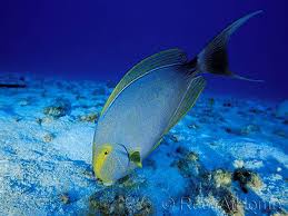 Image result for Acanthurus xanthopterus
