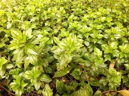 Attēlu rezultāti vaicājumam “Epilobium roseum flower”