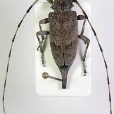 Attēlu rezultāti vaicājumam “Acanthocinus aedilis”