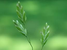 Attēlu rezultāti vaicājumam “Poa palustris leaf”