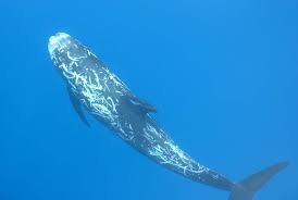 Image result for Grampus griseus