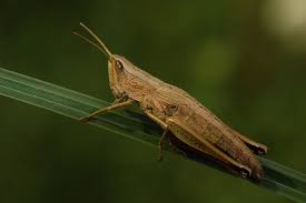 Attēlu rezultāti vaicājumam “Chrysochraon dispar”