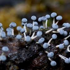 Attēlu rezultāti vaicājumam “Didymium squamulosum spores”