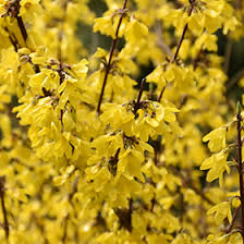 Attēlu rezultāti vaicājumam “Forsythia intermedia flower”