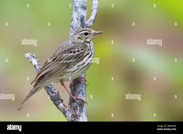 Image result for Anthus hodgsoni