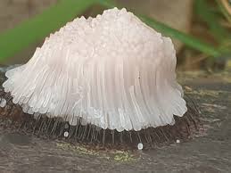 Attēlu rezultāti vaicājumam “Stemonitis axifera var. smithii macro”