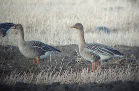 Image result for Anser fabalis