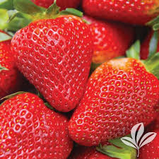 Attēlu rezultāti vaicājumam “Fragaria x ananassa”