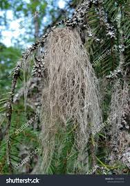 Attēlu rezultāti vaicājumam “Bryoria capillaris”