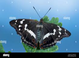 Attēlu rezultāti vaicājumam “Apatura iris underside”