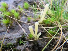 Attēlu rezultāti vaicājumam “Clavaria argillacea”