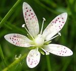 Attēlu rezultāti vaicājumam “Rabdophaga salicis”