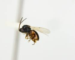 Attēlu rezultāti vaicājumam “Aulacidea hieracii”