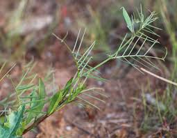 Attēlu rezultāti vaicājumam “Vicia angustifolia leaf”