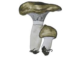 Attēlu rezultāti vaicājumam “Gomphidius glutinosus”