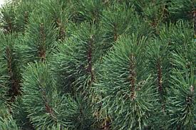 Attēlu rezultāti vaicājumam “Pinus mugo fruit”