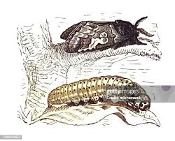 Attēlu rezultāti vaicājumam “Diloba caeruleocephala larva”