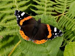 Attēlu rezultāti vaicājumam “Vanessa atalanta”