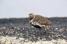 Attēlu rezultāti vaicājumam “Pluvialis apricaria”