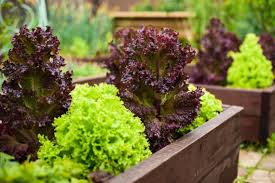 Image result for Pflücksalat