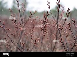 Attēlu rezultāti vaicājumam “Myrica gale bud”