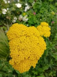Image result for Achillea filipendulina