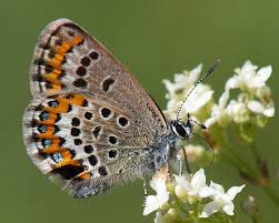 Attēlu rezultāti vaicājumam “Plebejus idas”