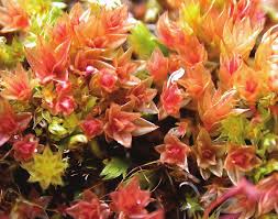 Attēlu rezultāti vaicājumam “Bryum pallens”