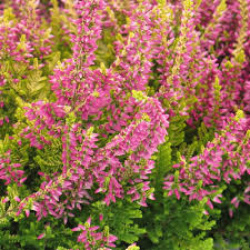 Attēlu rezultāti vaicājumam “Calluna vulgaris”