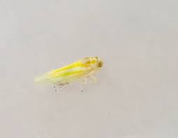 Attēlu rezultāti vaicājumam “Lamprotettix nitidulus”