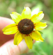 Attēlu rezultāti vaicājumam “Rudbeckia hirta var. pulcherrima flower”