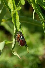 Attēlu rezultāti vaicājumam “Phyllopertha horticola imago”