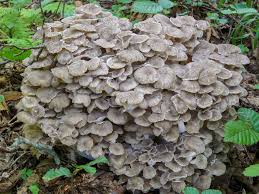 Attēlu rezultāti vaicājumam “Polyporus umbellatus”