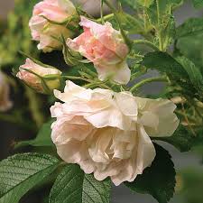 Attēlu rezultāti vaicājumam “xComagaria rosea”