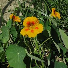 Image result for Tropaeolum majes