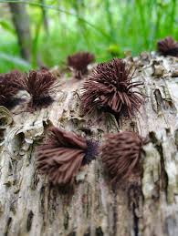 Attēlu rezultāti vaicājumam “Lycogala fuscoolearium macro”