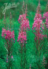 Image result for Epilobium angustifolium