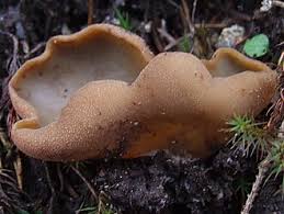 Attēlu rezultāti vaicājumam “Peziza badia”