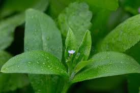 Attēlu rezultāti vaicājumam “Myosotis sparsiflora leaf”